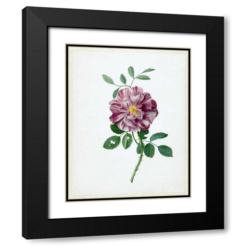 Rose Black Modern Wood Framed Art Print with Double Matting by De Bray, Dirck