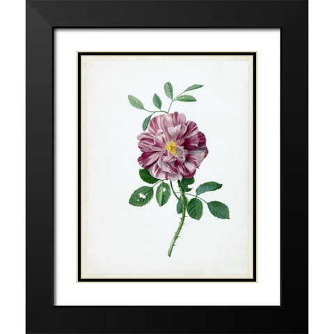 Rose Black Modern Wood Framed Art Print with Double Matting by De Bray, Dirck