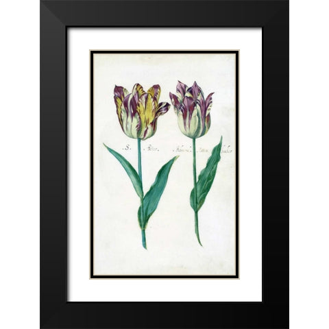 Tullips Black Modern Wood Framed Art Print with Double Matting by De Bray, Dirck