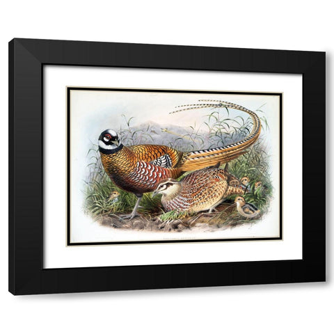 Reeves Pheasants Black Modern Wood Framed Art Print with Double Matting by Elliot, David