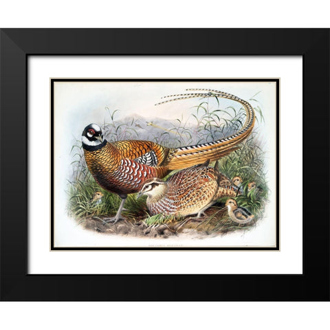 Reeves Pheasants Black Modern Wood Framed Art Print with Double Matting by Elliot, David