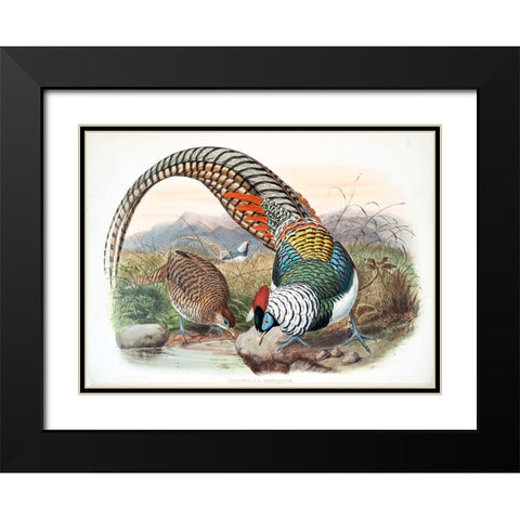 Amherst Pheasant Black Modern Wood Framed Art Print with Double Matting by Elliot, David