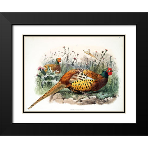 Shaws Pheasant Black Modern Wood Framed Art Print with Double Matting by Elliot, David