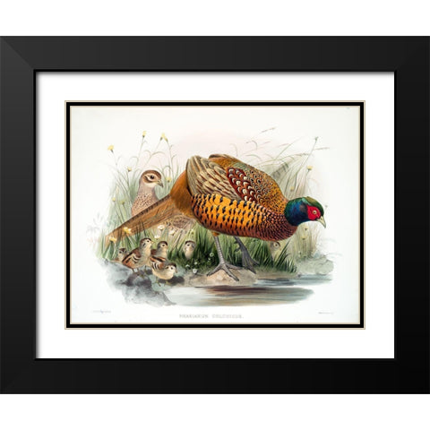 Colchicus Pheasant Black Modern Wood Framed Art Print with Double Matting by Elliot, David