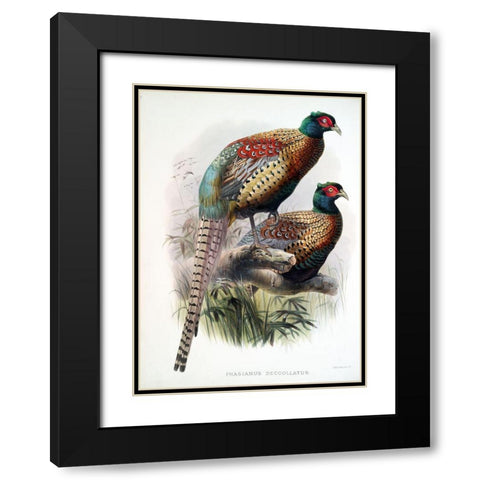 Pheasant Deccollatus Black Modern Wood Framed Art Print with Double Matting by Elliot, David