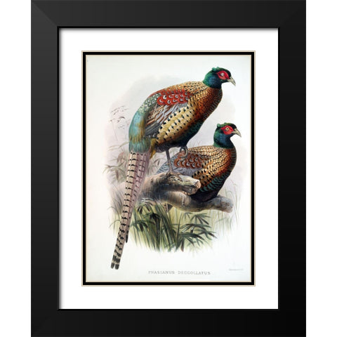 Pheasant Deccollatus Black Modern Wood Framed Art Print with Double Matting by Elliot, David