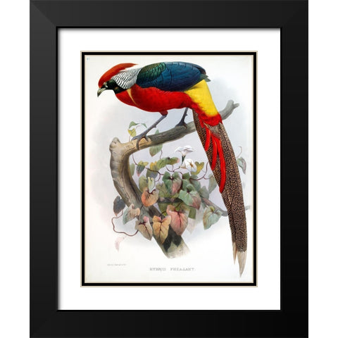 Hybrid Pheasant Black Modern Wood Framed Art Print with Double Matting by Elliot, David