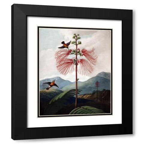 Large Flowering Sensitive Plant Black Modern Wood Framed Art Print with Double Matting by Thornton, Dr R