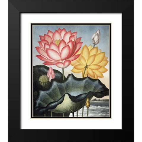 Sacred Egyptian Bean Black Modern Wood Framed Art Print with Double Matting by Thornton, Dr R