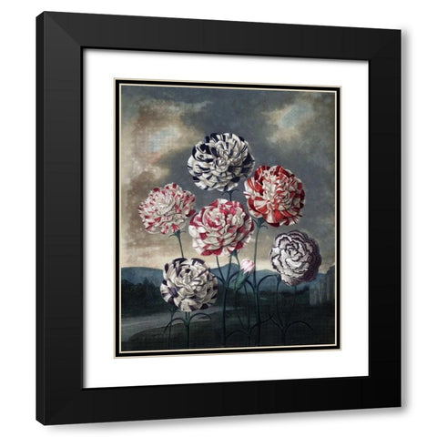 Group of Carnations Black Modern Wood Framed Art Print with Double Matting by Thornton, Dr R