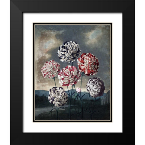 Group of Carnations Black Modern Wood Framed Art Print with Double Matting by Thornton, Dr R