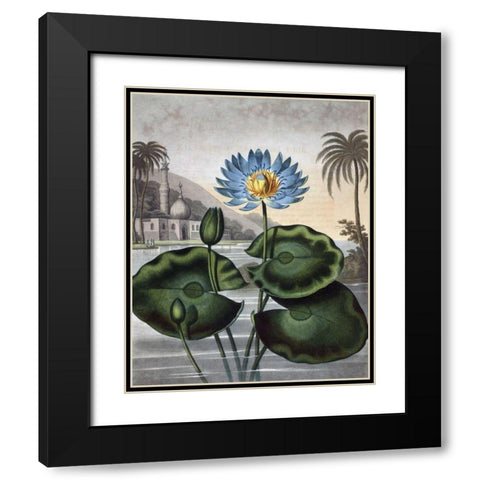 Blue Egyptian Water Lily Black Modern Wood Framed Art Print with Double Matting by Thornton, Dr R