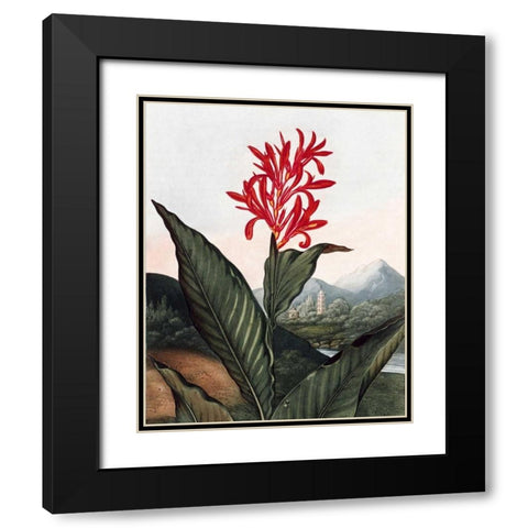 Indian Reed Black Modern Wood Framed Art Print with Double Matting by Thornton, Dr R