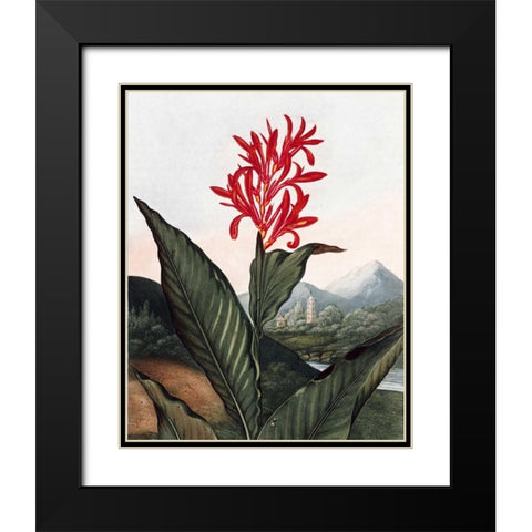 Indian Reed Black Modern Wood Framed Art Print with Double Matting by Thornton, Dr R