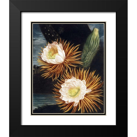 Cereus Black Modern Wood Framed Art Print with Double Matting by Thornton, Dr R