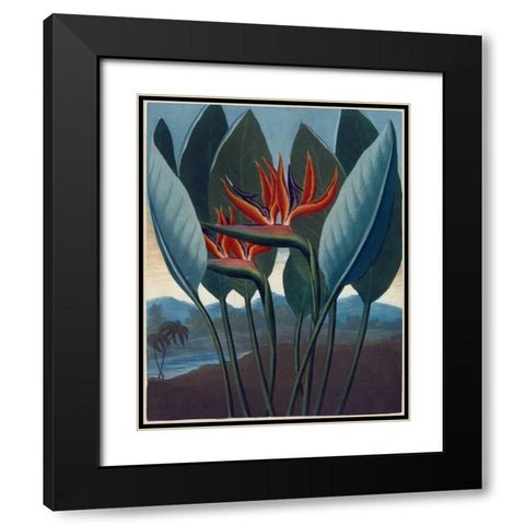 Strelizia Black Modern Wood Framed Art Print with Double Matting by Thornton, Dr R