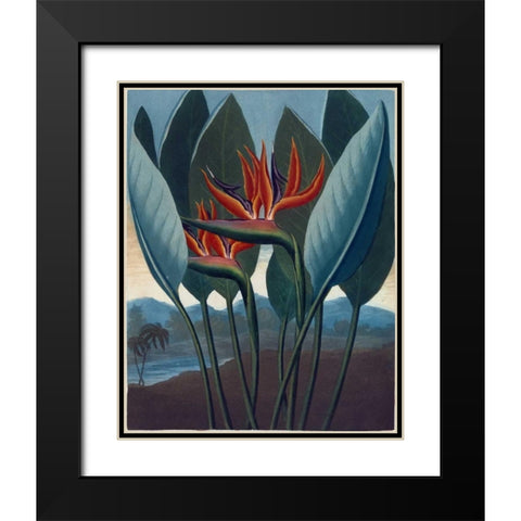 Strelizia Black Modern Wood Framed Art Print with Double Matting by Thornton, Dr R