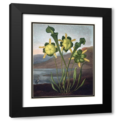 Pitcher Plant Black Modern Wood Framed Art Print with Double Matting by Thornton, Dr R