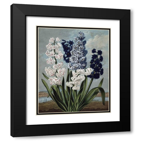 Hyacinth Black Modern Wood Framed Art Print with Double Matting by Thornton, Dr R