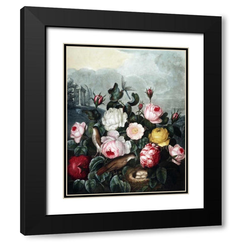 Roses Black Modern Wood Framed Art Print with Double Matting by Thornton, Dr R