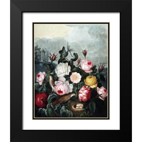 Roses Black Modern Wood Framed Art Print with Double Matting by Thornton, Dr R