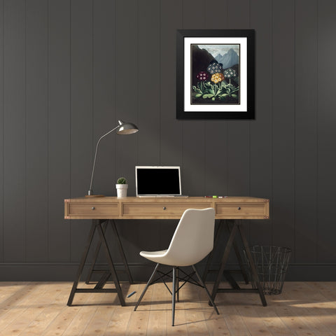 Auriculas Black Modern Wood Framed Art Print with Double Matting by Thornton, Dr R