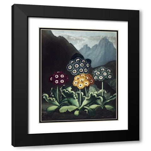 Auriculas Black Modern Wood Framed Art Print with Double Matting by Thornton, Dr R