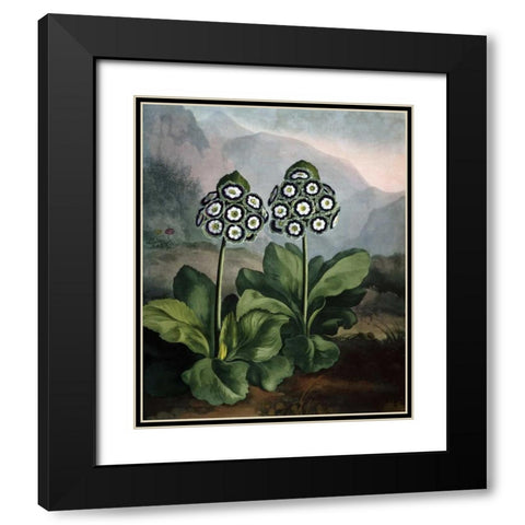 Auriculas Black Modern Wood Framed Art Print with Double Matting by Thornton, Dr R