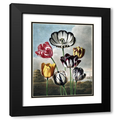 Tulips Black Modern Wood Framed Art Print with Double Matting by Thornton, Dr R