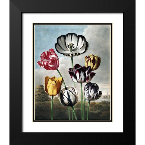 Tulips Black Modern Wood Framed Art Print with Double Matting by Thornton, Dr R