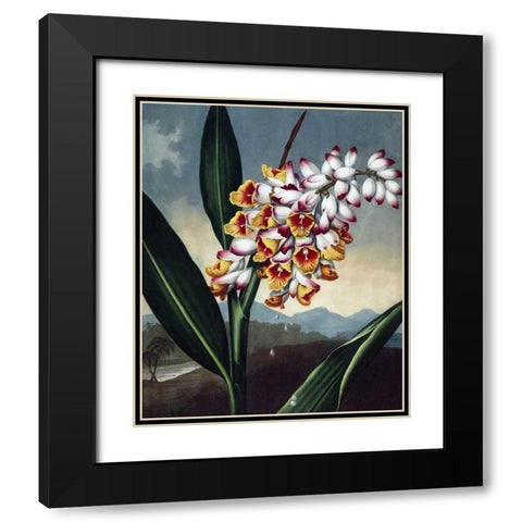 Orchid Black Modern Wood Framed Art Print with Double Matting by Thornton, Dr R