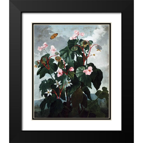 Begonia Black Modern Wood Framed Art Print with Double Matting by Thornton, Dr R
