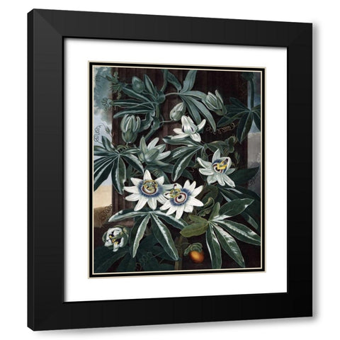 Blue Passion Flower Black Modern Wood Framed Art Print with Double Matting by Thornton, Dr R
