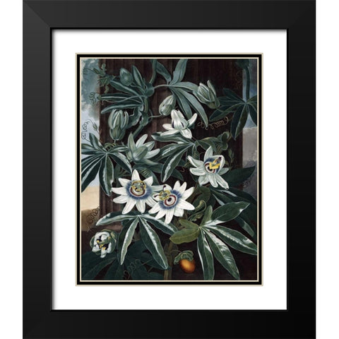 Blue Passion Flower Black Modern Wood Framed Art Print with Double Matting by Thornton, Dr R