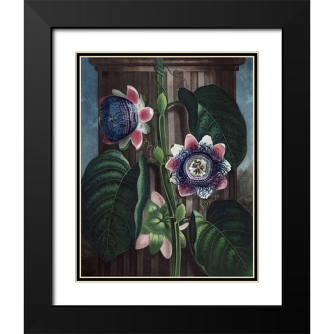Quadrangular Passion Flower Black Modern Wood Framed Art Print with Double Matting by Thornton, Dr R