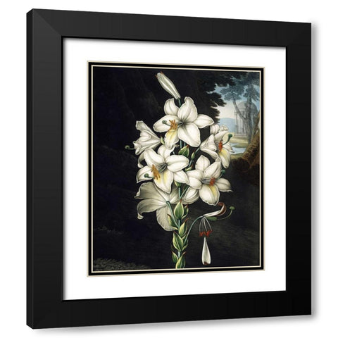 White Lily Black Modern Wood Framed Art Print with Double Matting by Thornton, Dr R