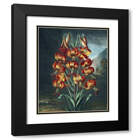 Superb Lily Black Modern Wood Framed Art Print with Double Matting by Thornton, Dr R