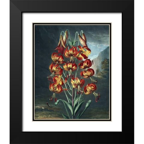 Superb Lily Black Modern Wood Framed Art Print with Double Matting by Thornton, Dr R