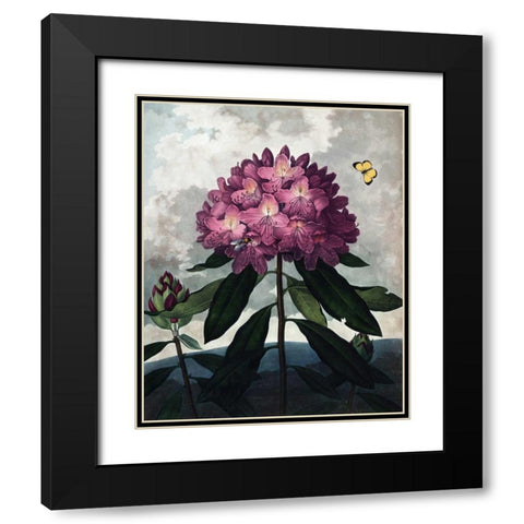 Rhododendron Black Modern Wood Framed Art Print with Double Matting by Thornton, Dr R