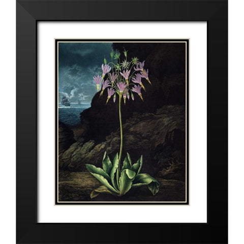 American Cowslip Black Modern Wood Framed Art Print with Double Matting by Thornton, Dr R