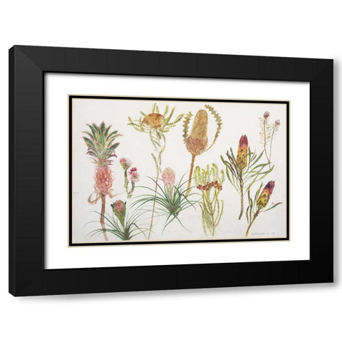 Banksia, Tillandsia, Proteus and Pineapple Black Modern Wood Framed Art Print with Double Matting by Blackadder, Elizabeth