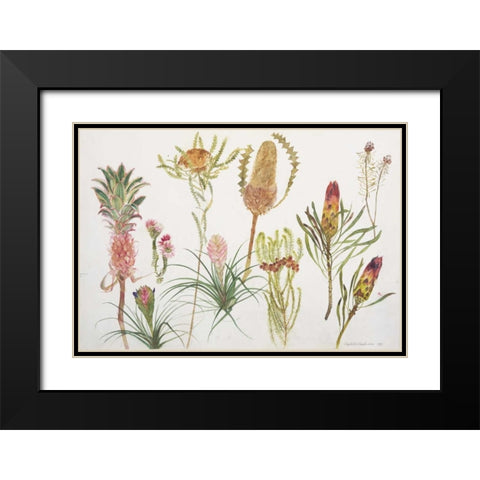 Banksia, Tillandsia, Proteus and Pineapple Black Modern Wood Framed Art Print with Double Matting by Blackadder, Elizabeth