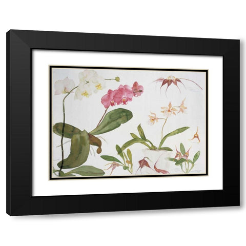 Orchid Studies Black Modern Wood Framed Art Print with Double Matting by Blackadder, Elizabeth