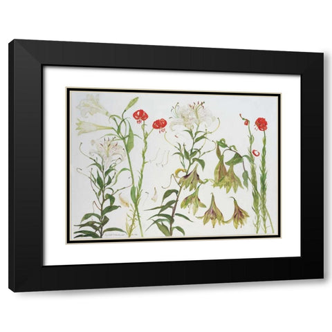Lilies, Auratum, Nepalense, and Chalcedonicum Black Modern Wood Framed Art Print with Double Matting by Blackadder, Elizabeth