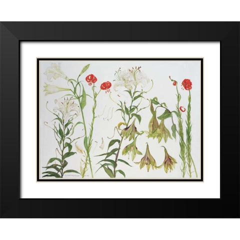 Lilies, Auratum, Nepalense, and Chalcedonicum Black Modern Wood Framed Art Print with Double Matting by Blackadder, Elizabeth