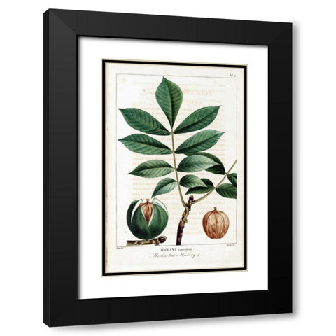 Hickory Nut Black Modern Wood Framed Art Print with Double Matting by Michaux, Francois A.
