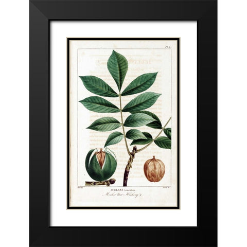 Hickory Nut Black Modern Wood Framed Art Print with Double Matting by Michaux, Francois A.
