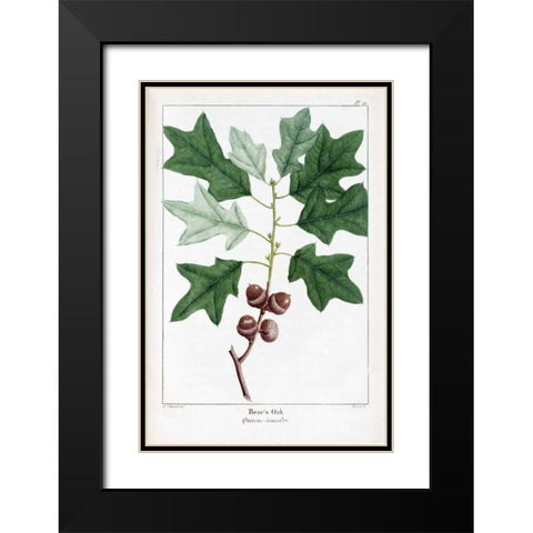 Bears Oak Black Modern Wood Framed Art Print with Double Matting by Michaux, Francois A.