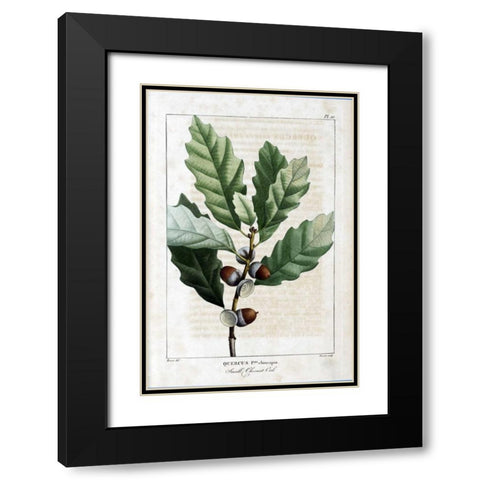 Small Chestnut Oak Black Modern Wood Framed Art Print with Double Matting by Michaux, Francois A.