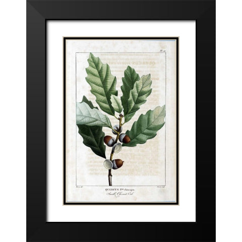 Small Chestnut Oak Black Modern Wood Framed Art Print with Double Matting by Michaux, Francois A.
